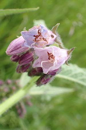 Symphytum uplandicum \ Futter-Beinwell / Russian Comfrey, D Bochum 22.5.2018