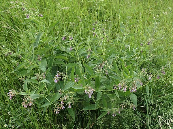 Symphytum uplandicum \ Futter-Beinwell / Russian Comfrey, D Bochum 22.5.2018