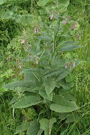 Symphytum uplandicum \ Futter-Beinwell / Russian Comfrey, D Bochum 22.5.2018