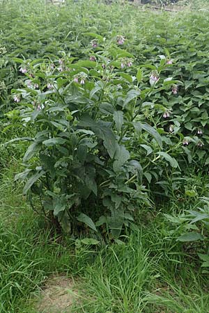 Symphytum uplandicum \ Futter-Beinwell / Russian Comfrey, D Bochum 22.5.2018