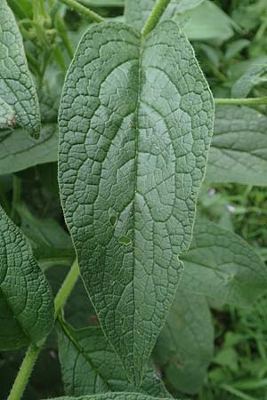 Symphytum uplandicum \ Futter-Beinwell / Russian Comfrey, D Bochum 22.5.2018