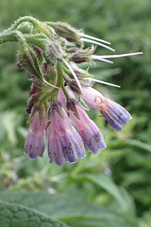 Symphytum uplandicum \ Futter-Beinwell / Russian Comfrey, D Bochum 22.5.2018