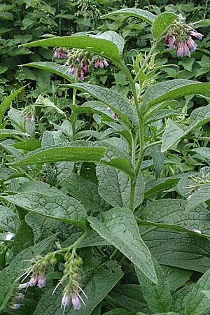 Symphytum uplandicum \ Futter-Beinwell / Russian Comfrey, D Bochum 22.5.2018