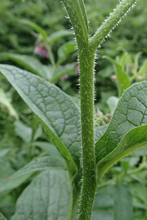 Symphytum uplandicum \ Futter-Beinwell / Russian Comfrey, D Bochum 22.5.2018