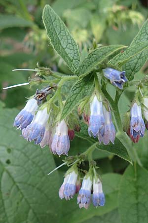 Symphytum uplandicum \ Futter-Beinwell / Russian Comfrey, D Bochum 22.5.2018