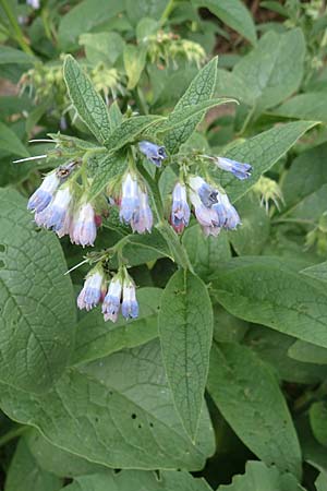 Symphytum uplandicum \ Futter-Beinwell / Russian Comfrey, D Bochum 22.5.2018