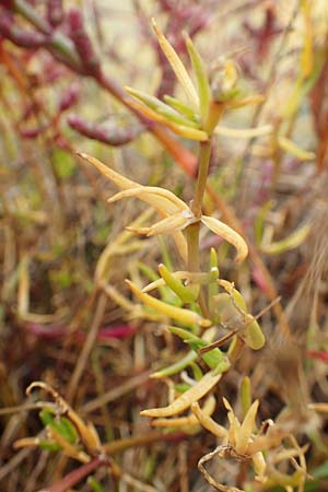 Suaeda maritima \ Salz-Sode / Annual Sea Blite, D Sachsen-Anhalt, S&uuml;lzetal-S&uuml;lldorf 27.9.2020