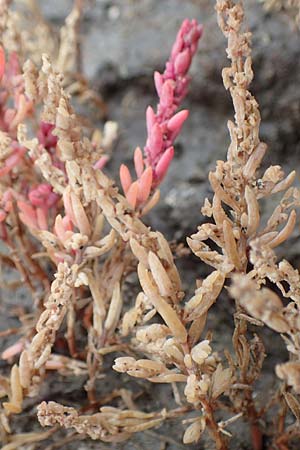 Suaeda maritima \ Salz-Sode / Annual Sea Blite, D Sachsen-Anhalt, S&uuml;lzetal-S&uuml;lldorf 27.9.2020