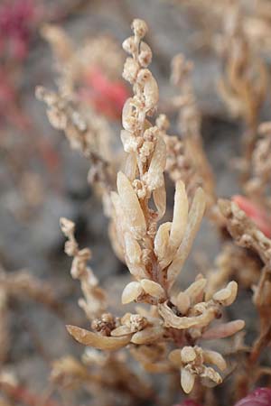 Suaeda maritima \ Salz-Sode / Annual Sea Blite, D Sachsen-Anhalt, S&uuml;lzetal-S&uuml;lldorf 27.9.2020