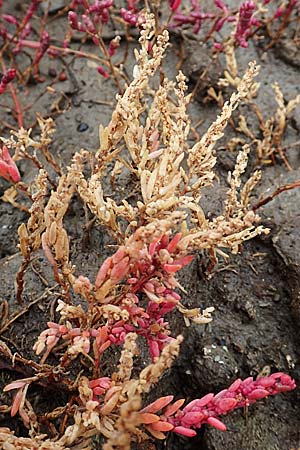 Suaeda maritima \ Salz-Sode / Annual Sea Blite, D Sachsen-Anhalt, S&uuml;lzetal-S&uuml;lldorf 27.9.2020
