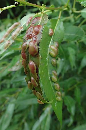 Salix udensis \ Japanische Drachen-Weide, Amur-Weide / Japanese Fantail Willow, D Olpe 1.8.2023