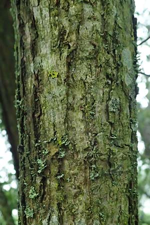 Salix udensis \ Japanische Drachen-Weide, Amur-Weide / Japanese Fantail Willow, D Olpe 1.8.2023