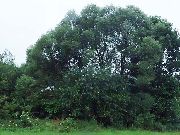 Salix udensis \ Japanische Drachen-Weide, Amur-Weide / Japanese Fantail Willow, D Olpe 1.8.2023