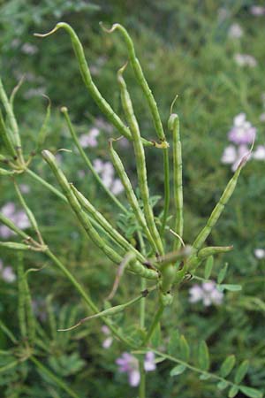 Securigera varia \ Bunte Kronwicke, Bunte Beilwicke / Purple Crownvetch, D Heidelberg 26.6.2007