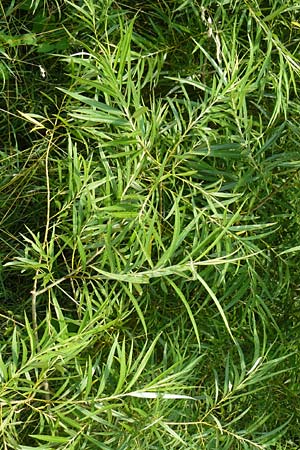 Salix viminalis \ Korb-Weide / Common Osier, D J&ouml;hlingen 5.7.2015