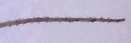 Setaria verticillata \ Kletten-Borstenhirse, Quirlige Borstenhirse / Whorled Pigeon Grass, Bristly Foxtail, D Mannheim 19.9.2016