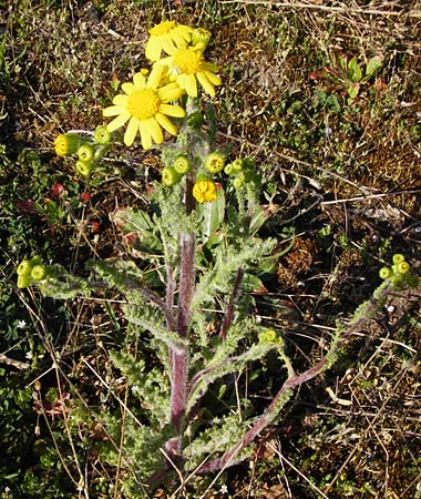 Senecio vernalis \ Fr�hlings-Greiskraut / Eastern Groundsel, D Mannheim 14.4.2015