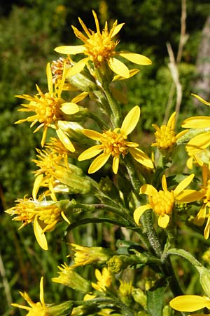 Solidago virgaurea \ Gew&ouml;hnliche Goldrute, Echte Goldrute / Goldenrod, D Schwarzwald/Black-Forest, Hornisgrinde 5.8.2015