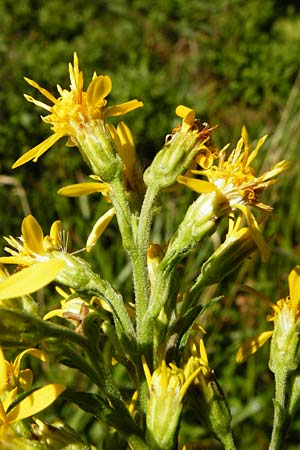 Solidago virgaurea \ Gew&ouml;hnliche Goldrute, Echte Goldrute / Goldenrod, D Schwarzwald/Black-Forest, Hornisgrinde 5.8.2015