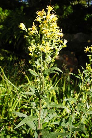Solidago virgaurea \ Gew&ouml;hnliche Goldrute, Echte Goldrute / Goldenrod, D Schwarzwald/Black-Forest, Hornisgrinde 5.8.2015