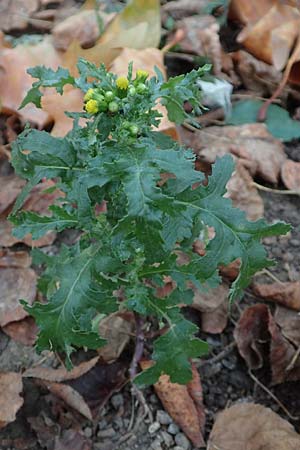 Senecio vulgaris \ Gew�hnliches Greiskraut, Gemeines Greiskraut / Groundsel, D Mannheim 14.11.2015