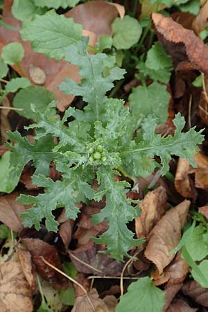Senecio vulgaris \ Gew�hnliches Greiskraut, Gemeines Greiskraut / Groundsel, D Mannheim 14.11.2015