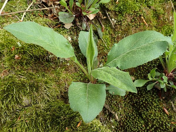 Solidago virgaurea \ Gew&ouml;hnliche Goldrute, Echte Goldrute / Goldenrod, D Odenwald, Nieder-Beerbach 22.4.2016