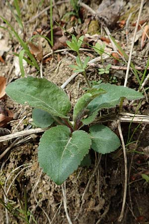 Solidago virgaurea \ Gew&ouml;hnliche Goldrute, Echte Goldrute / Goldenrod, D Odenwald, Nieder-Beerbach 22.4.2016