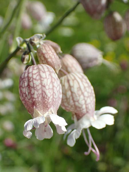 Silene vulgaris subsp. vulgaris \ Gew�hnliches Leimkraut, Taubenkropf-Leimkraut / Bladder Campion, D Schwarzwald/Black-Forest, Feldberg 10.7.2016