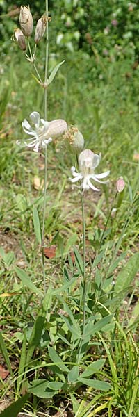 Silene vulgaris var. humilis \ Galmei-Taubenkropf-Leimkraut / Calaminarian Bladder Campion, D Wiesloch 30.7.2016