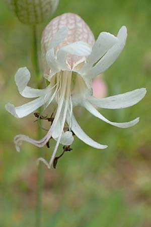 Silene vulgaris var. humilis \ Galmei-Taubenkropf-Leimkraut / Calaminarian Bladder Campion, D Wiesloch 30.7.2016