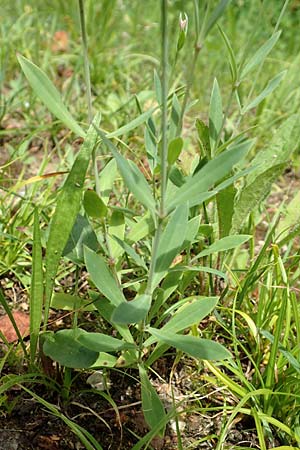 Silene vulgaris var. humilis \ Galmei-Taubenkropf-Leimkraut / Calaminarian Bladder Campion, D Wiesloch 30.7.2016