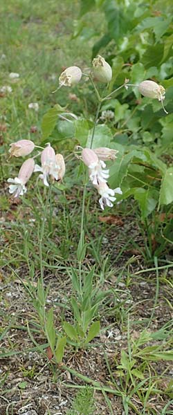 Silene vulgaris var. humilis \ Galmei-Taubenkropf-Leimkraut / Calaminarian Bladder Campion, D Wiesloch 30.7.2016