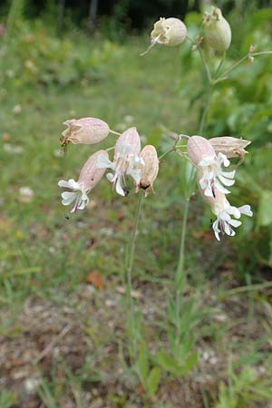 Silene vulgaris var. humilis \ Galmei-Taubenkropf-Leimkraut / Calaminarian Bladder Campion, D Wiesloch 30.7.2016