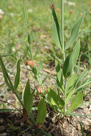 Silene vulgaris var. humilis \ Galmei-Taubenkropf-Leimkraut / Calaminarian Bladder Campion, D Wiesloch 30.7.2016