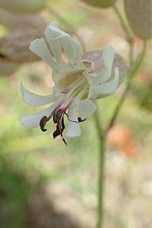 Silene vulgaris var. humilis \ Galmei-Taubenkropf-Leimkraut / Calaminarian Bladder Campion, D Wiesloch 30.7.2016