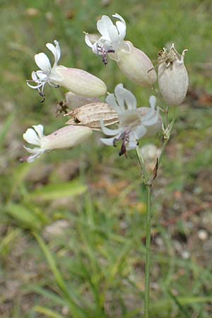 Silene vulgaris var. humilis \ Galmei-Taubenkropf-Leimkraut / Calaminarian Bladder Campion, D Wiesloch 30.7.2016