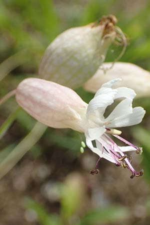 Silene vulgaris var. humilis \ Galmei-Taubenkropf-Leimkraut / Calaminarian Bladder Campion, D Wiesloch 30.7.2016