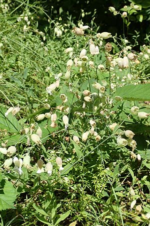 Silene vulgaris var. humilis \ Galmei-Taubenkropf-Leimkraut / Calaminarian Bladder Campion, D Wiesloch 30.7.2016