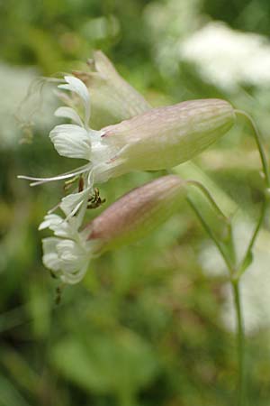 Silene vulgaris var. humilis \ Galmei-Taubenkropf-Leimkraut / Calaminarian Bladder Campion, D Wiesloch 30.7.2016