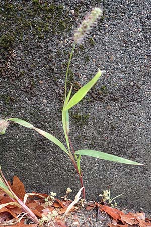Setaria verticillata \ Kletten-Borstenhirse, Quirlige Borstenhirse / Whorled Pigeon Grass, Bristly Foxtail, D Mannheim 18.9.2016