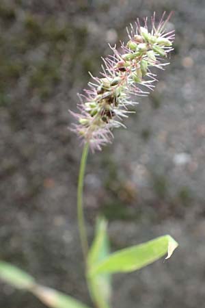 Setaria verticillata \ Kletten-Borstenhirse, Quirlige Borstenhirse / Whorled Pigeon Grass, Bristly Foxtail, D Mannheim 18.9.2016