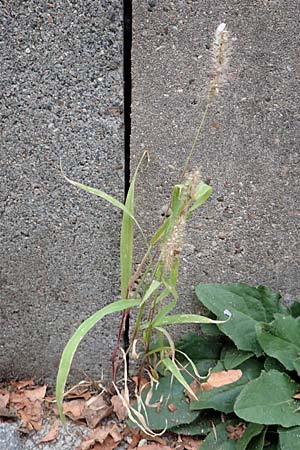 Setaria verticillata \ Kletten-Borstenhirse, Quirlige Borstenhirse / Whorled Pigeon Grass, Bristly Foxtail, D Mannheim 19.9.2016
