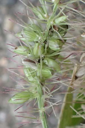 Setaria verticillata \ Kletten-Borstenhirse, Quirlige Borstenhirse / Whorled Pigeon Grass, Bristly Foxtail, D Mannheim 19.9.2016