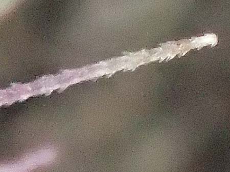 Setaria verticillata \ Kletten-Borstenhirse, Quirlige Borstenhirse / Whorled Pigeon Grass, Bristly Foxtail, D Mannheim 19.9.2016