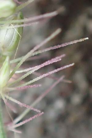 Setaria verticillata \ Kletten-Borstenhirse, Quirlige Borstenhirse / Whorled Pigeon Grass, Bristly Foxtail, D Mannheim 19.9.2016