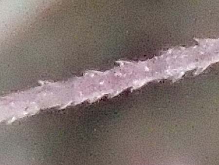 Setaria verticillata \ Kletten-Borstenhirse, Quirlige Borstenhirse / Whorled Pigeon Grass, Bristly Foxtail, D Mannheim 19.9.2016