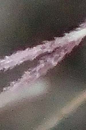 Setaria verticillata \ Kletten-Borstenhirse, Quirlige Borstenhirse / Whorled Pigeon Grass, Bristly Foxtail, D Mannheim 19.9.2016