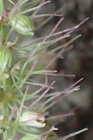 Setaria verticillata \ Kletten-Borstenhirse, Quirlige Borstenhirse / Whorled Pigeon Grass, Bristly Foxtail, D Mannheim 19.9.2016