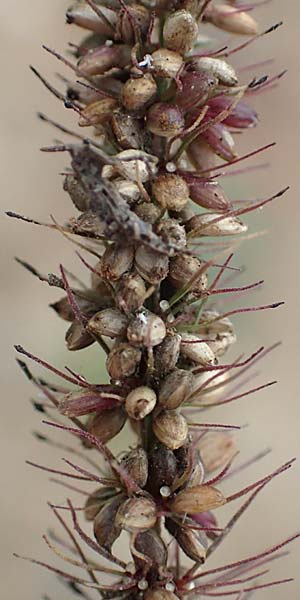 Setaria verticillata \ Kletten-Borstenhirse, Quirlige Borstenhirse / Whorled Pigeon Grass, Bristly Foxtail, D B&uuml;rstadt 30.9.2016